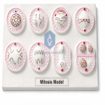 Mitosis Model
